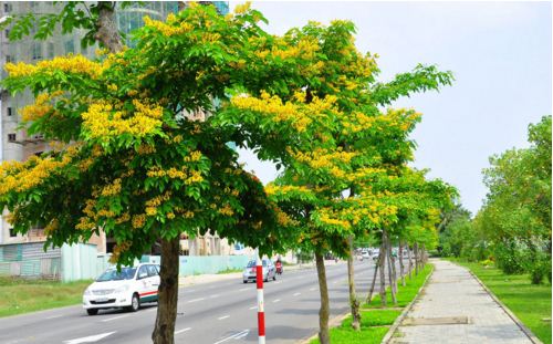 Hoa Sua Da Nang